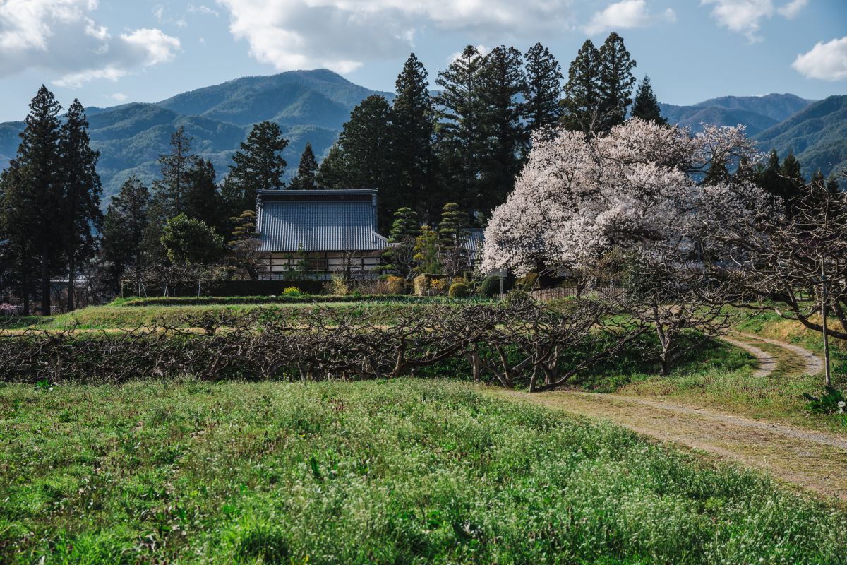 南信州の桜旅　松源寺